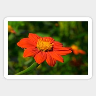 Mexican Marigold - 2 Sticker